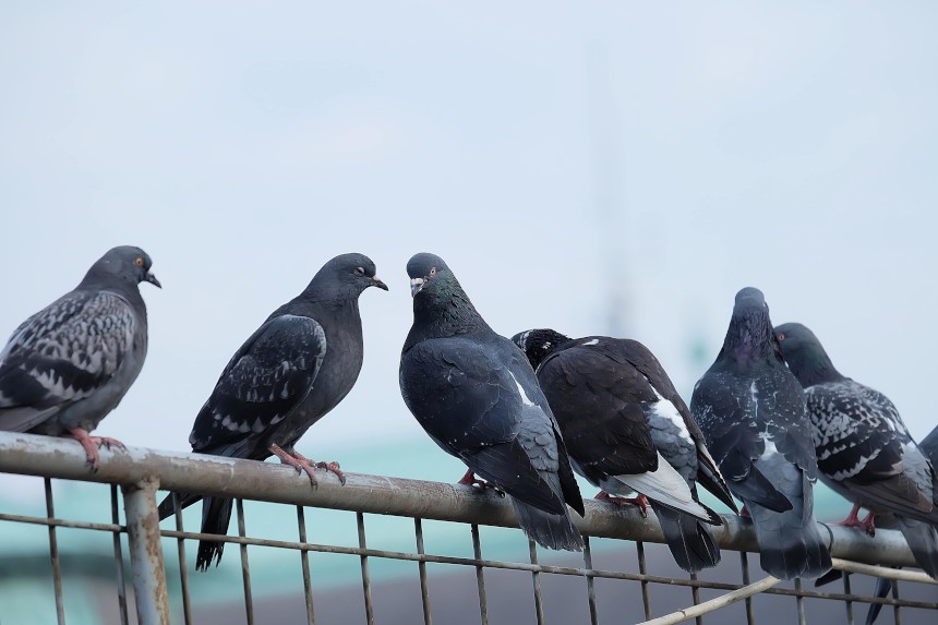 Najlepsze minerały dla gołębi - grupa gołębi siedzi na ogrodzeniu.