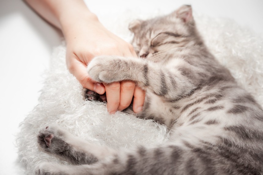 Z kim będzie najszczęśliwszy amerykański curl? Kot przytulający rękę właściciela.
