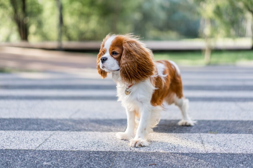 Żywienie cavaliera – wymagania psa. Cavalier przechodzący przez pasy dla pieszych – widok na całą sylwetkę psa.