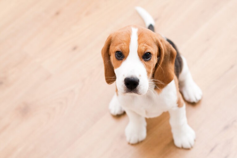 Co powinien jeść pies, żeby prawidłowo rósł?