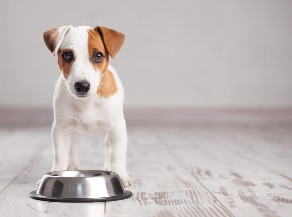 Dieta dla psa - o czym warto pamiętać