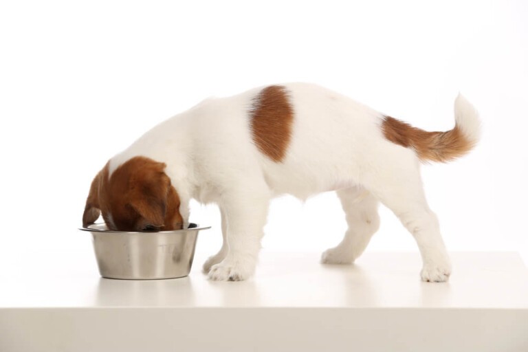 Ile razy dziennie karmić psa? Zasady prawidłowego żywienia