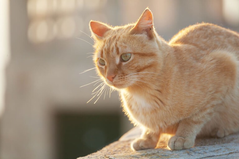 Prawidłowe karmienie kota – krok po kroku
