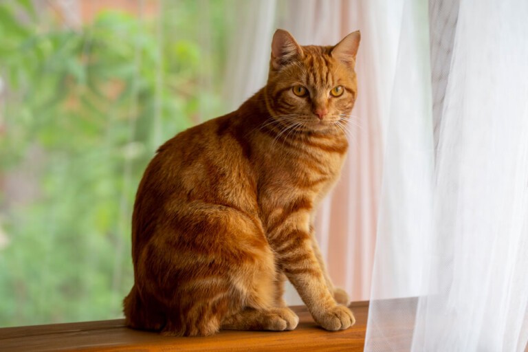 Witaminy dla kota – jakie witaminy podawać mruczkowi?