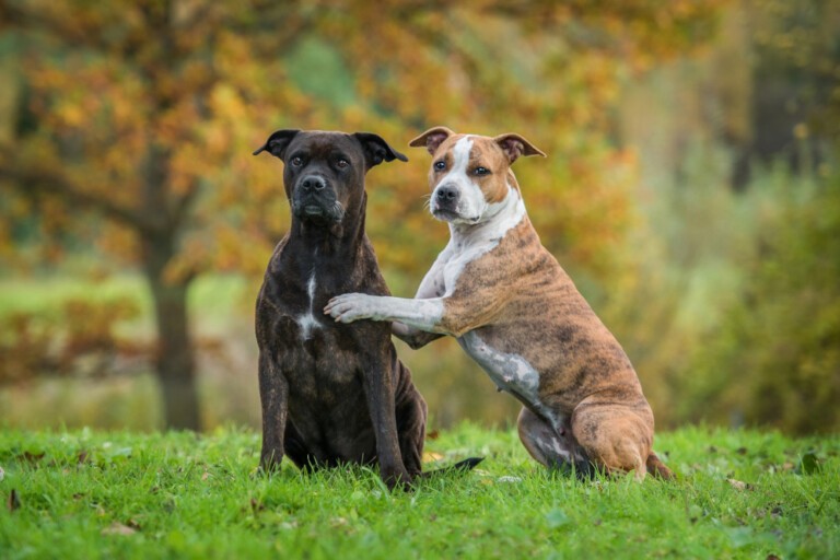 American Staffordshire Terrier – w skrócie Amstaff