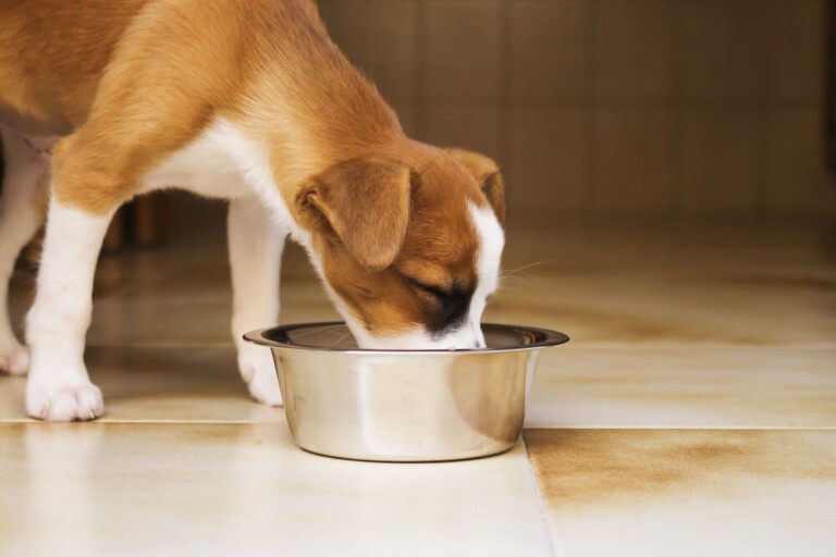 Czy można podawać gotowane jedzenie dla psa?