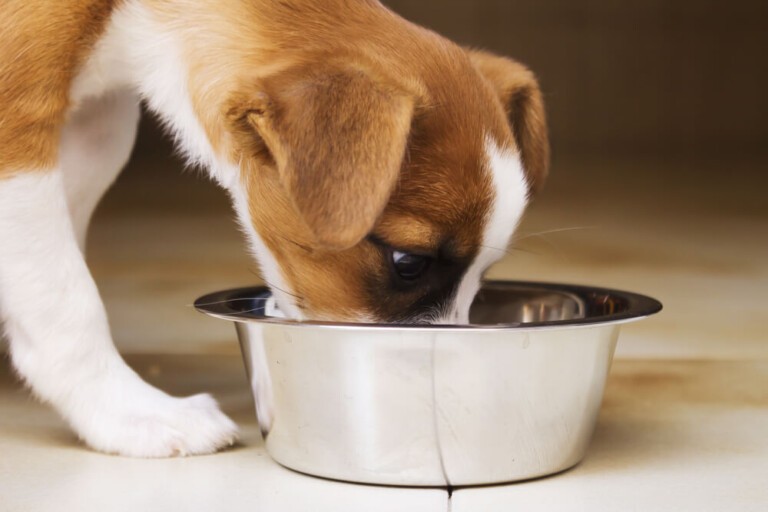 Dawkowanie karmy dla psa – jak robić to dobrze?