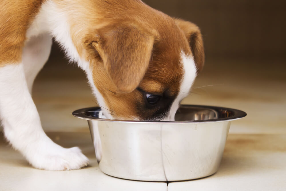 Dawkowanie karmy dla psa - jak robić to dobrze
