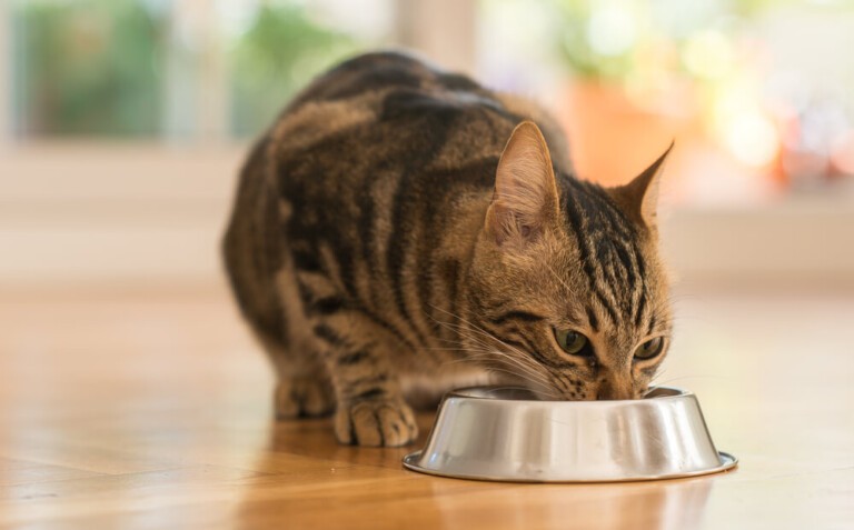 Kocie zmysły – charakterystyka. Czy wiesz, że karma może dopasować się do Twojego kota?