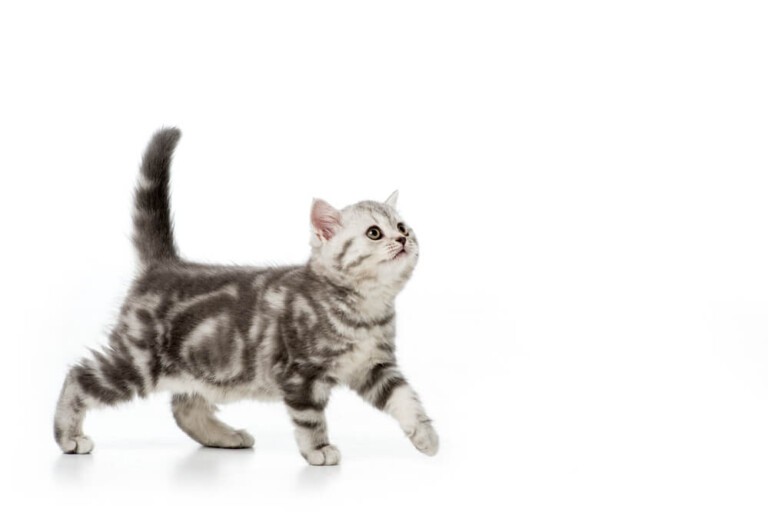 Karmienie małego kota – krok po kroku