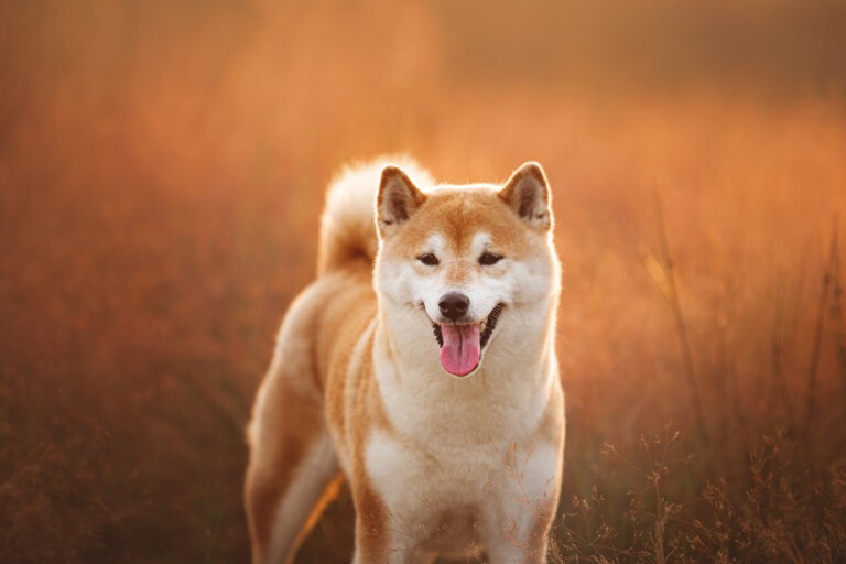 Poznajcie inteligentnego psa shiba inu – psiego celebrytę z memów. Ciekawostki o rasie skiba inu