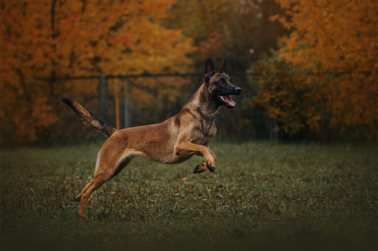 Owczarek belgijski malinois – pies do zadań specjalnych