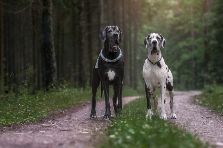 Dog niemiecki – Apollo pośród psów