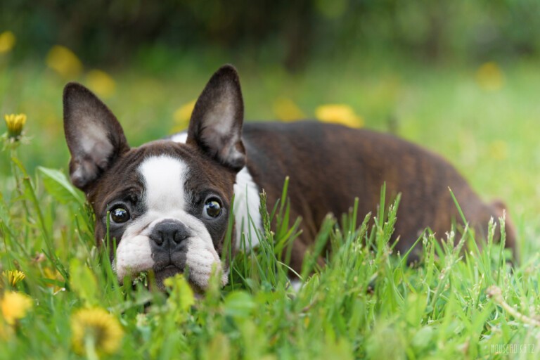 Boston terrier – elegancki przyjaciel