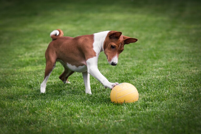 Basenji – pies, który jodłuje