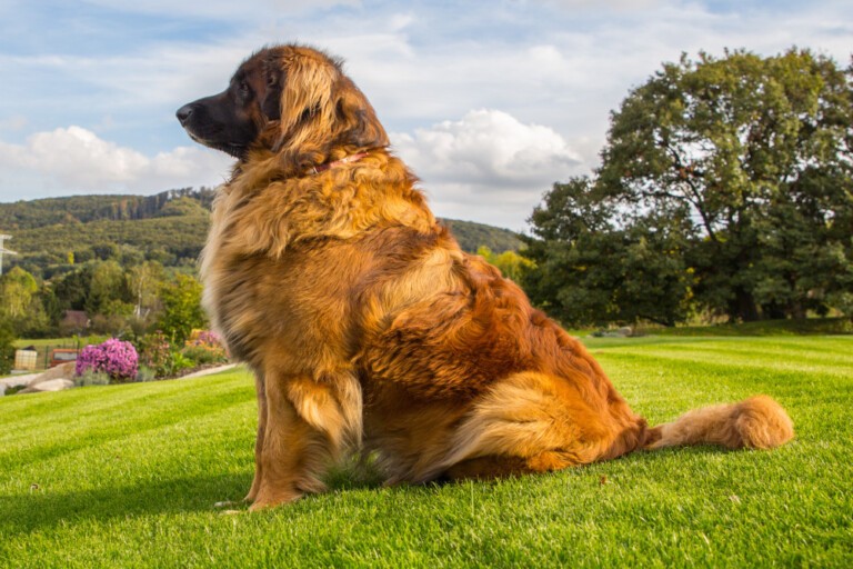 Leonberger – stróżujący miś