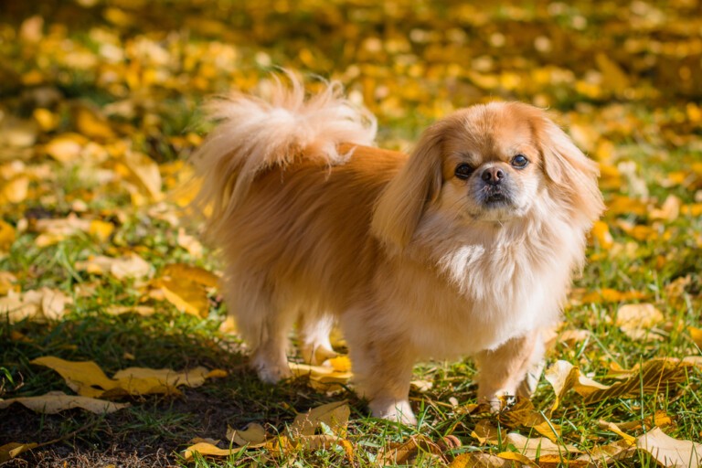 Pekińczyk – mały i niezależny pies