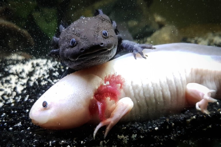Aksolotl (Ambystoma mexicanum)- ryba czy salamandra?