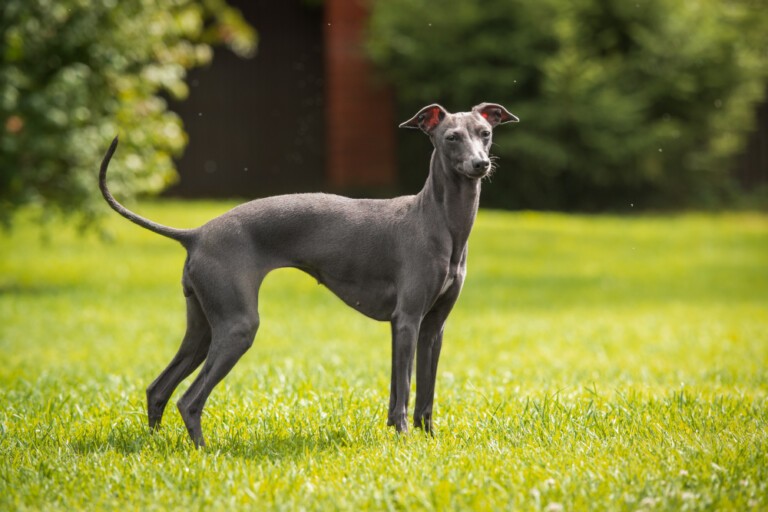 Greyhound – najszybszy pies na świecie