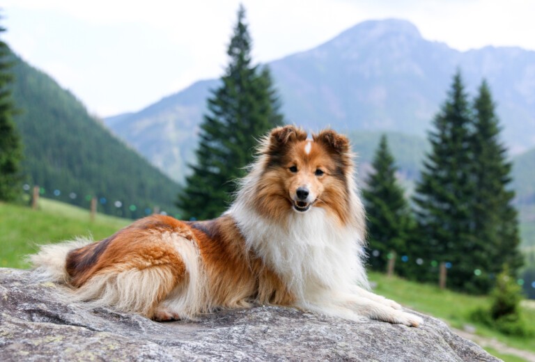 Owczarek szetlandzki – fałszywy Lassie?