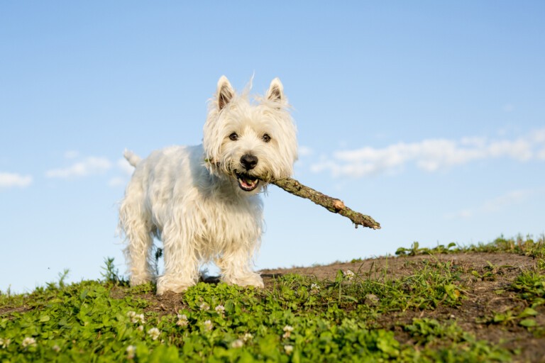 West highland white terrier – dla przyjaciół Westie