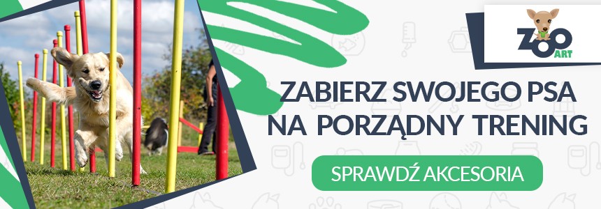 Sprawdź Akcesoria Sportowe Dla Psa w Internetowym Sklepie Zoologicznym ZooArt.com.pl