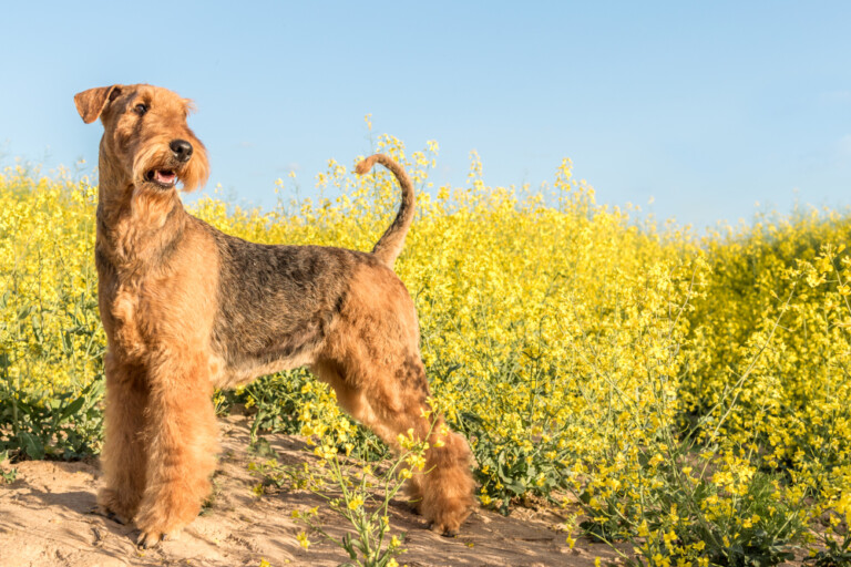 Airedale terrier, pies który jest uznawany za króla terierów