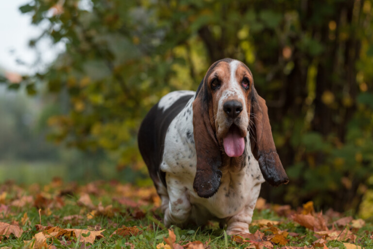 Basset hound – krótkonożny pies myśliwski z długimi uszami