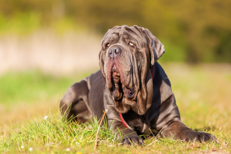 Mastif neapolitański – Mastino pofałdowany stróż