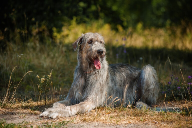 Wilczarz irlandzki inaczej nazywany irish wolfhound – pies, który wytępił wszystkie wilki Irlandii