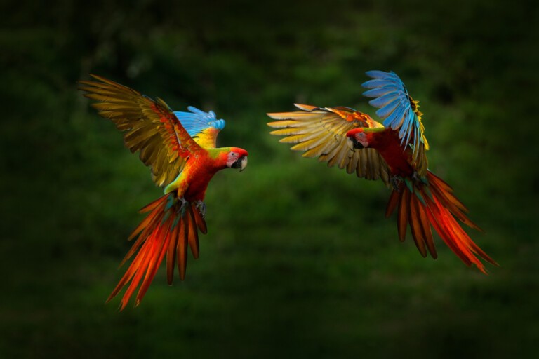 Papugi – Egzotyczne Ptaki w Naszych Domach