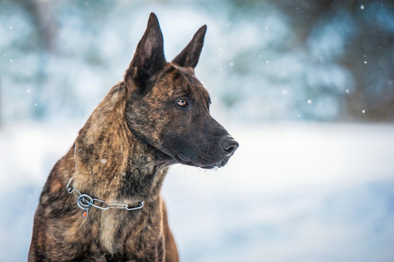 Owczarek holenderski – pies pomocny nie tylko policjantom