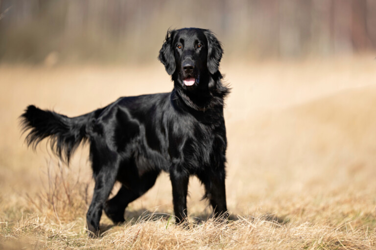 Flat coated retriever – gładkowłosy pies aportujący