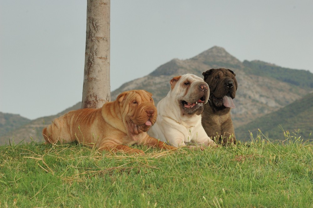 Trzech dorosłych shar pei