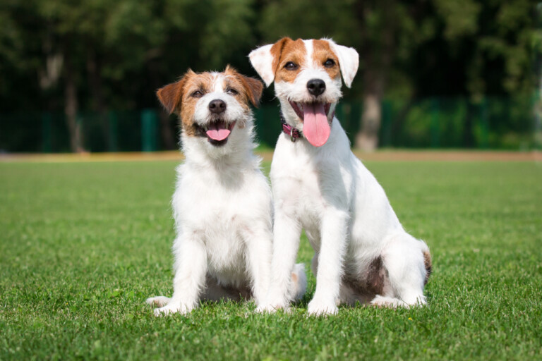 Parson russell terrier vs jack russell terrier