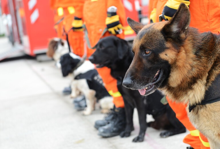 Psy ratownicze – jakie rasy psów ratują nasze zdrowie i życie?