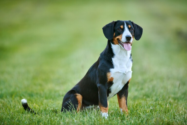 Entlebucher – szwajcarski pies pasterski, który może mieszkać w mieście