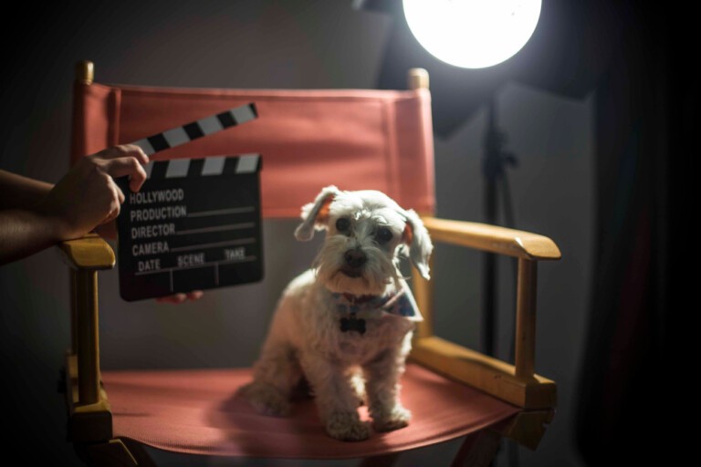 Pies z filmu – wyjaśniamy, które psy grały w filmach i serialach