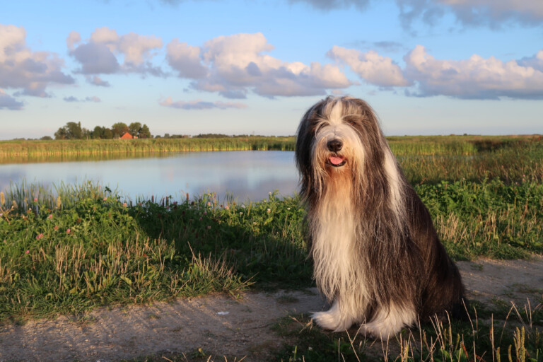 Bearded collie – szkocki pies z brodą