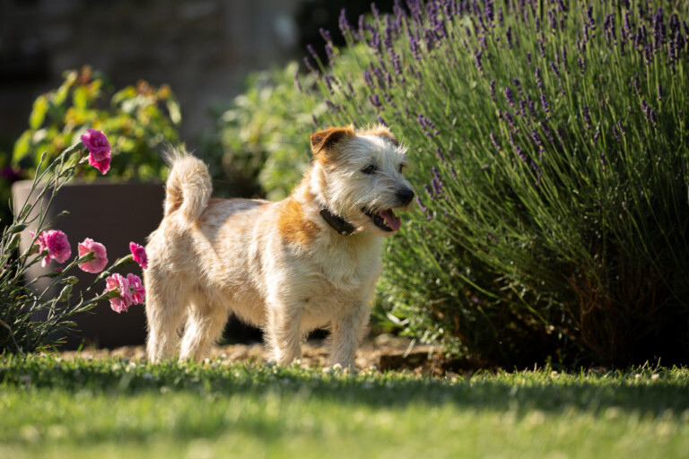 Norfolk terrier – dzielny, mały piesek, dla którego wzorzec dopuszcza blizny po walkach