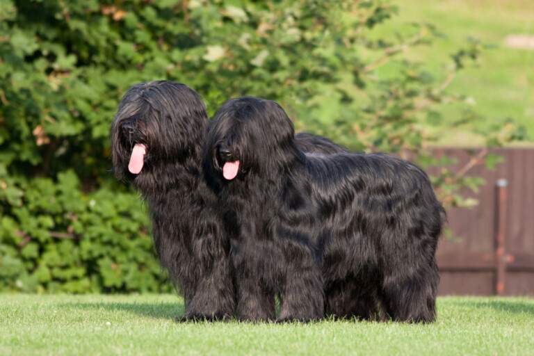 Owczarek francuski briard – duma we francuskich domach