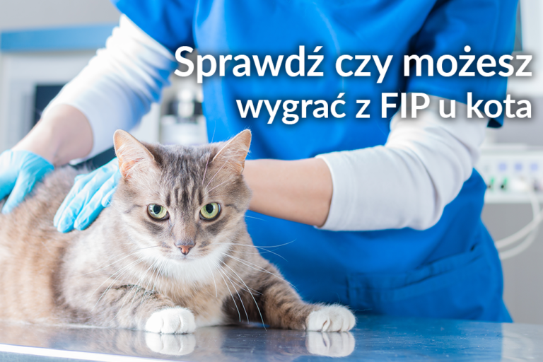 FIP u kota – objawy, skutki i leczenie zakaźnego zapalenia otrzewnej u kotów