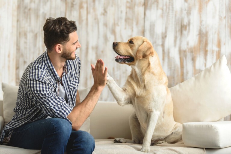 Pies towarzyszący – wszystko na temat psów towarzyszących