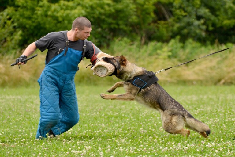 Pies obronny – wszystko na temat psów obronnych