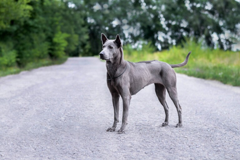 Thai ridgeback – egzotyczna tajska rasa. Pies z charakterystyczną pręgą na grzbiecie