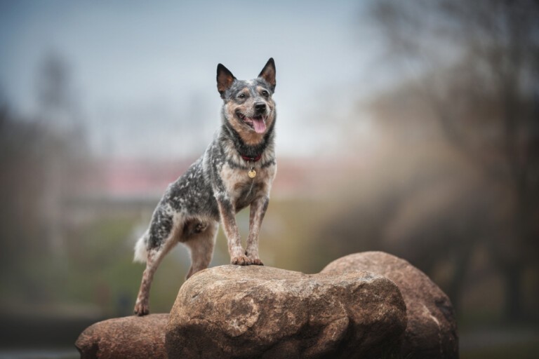 Australian cattle dog – wielobarwny pies z Antypodów