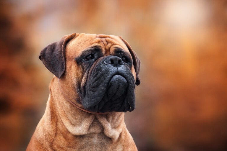 Bullmastiff – strażnik najcenniejszych skarbów