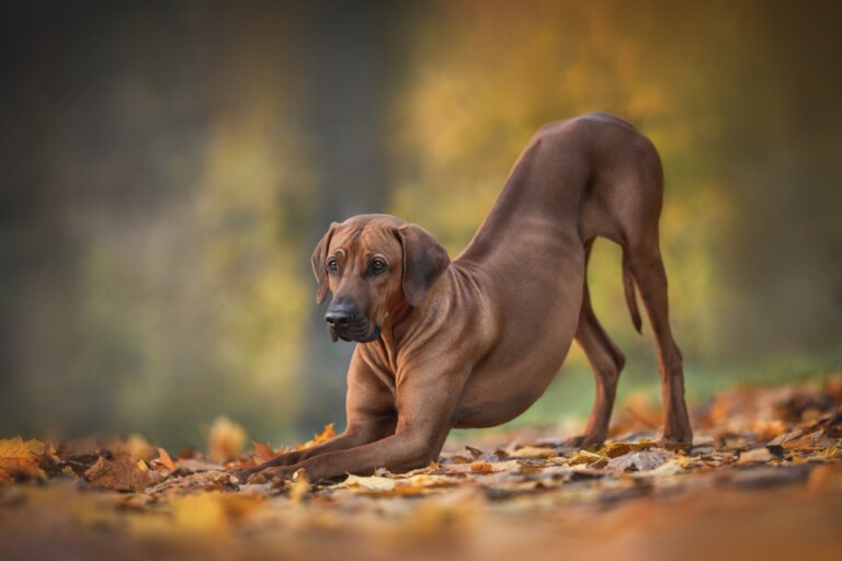 Rhodesian ridgeback – afrykański pies na lwy z pręgą na grzbiecie