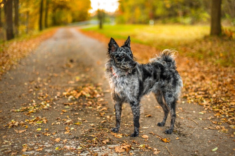 Mudi – pies walczący z dzikami. Jeden z trzech owczarków węgierskich.