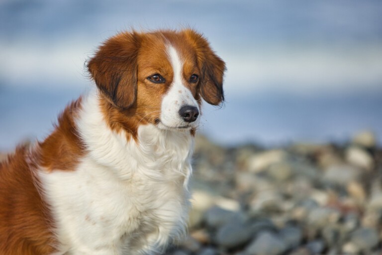 Kooikerhondje, czyli płochacz prosto z Holandii